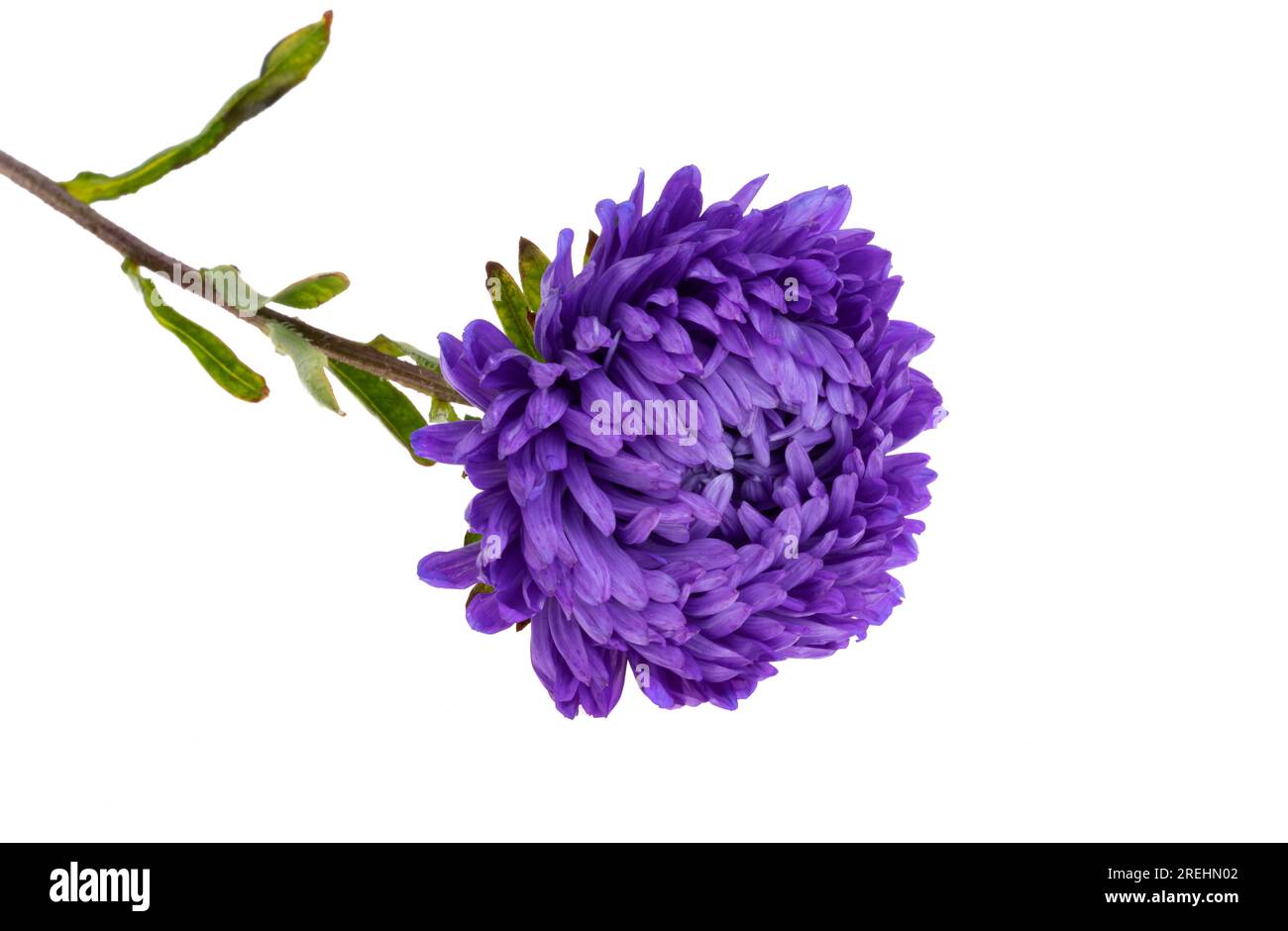 aaster isolati su sfondo bianco Foto Stock