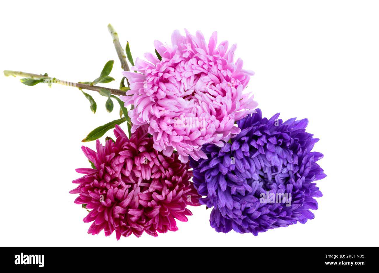aaster isolati su sfondo bianco Foto Stock