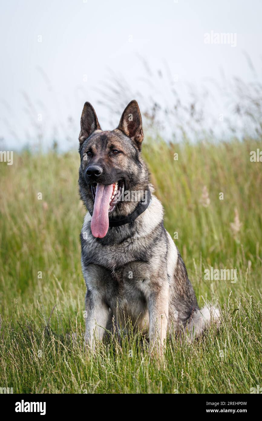 Cane pastore tedesco seduto in erba. Ritratto di un cane addestrato all'aperto Foto Stock