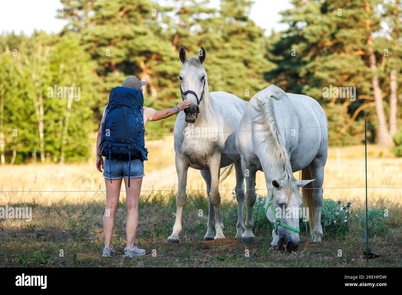 Donna che gioca con cavalli bianchi al pascolo durante le escursioni estive nella natura Foto Stock
