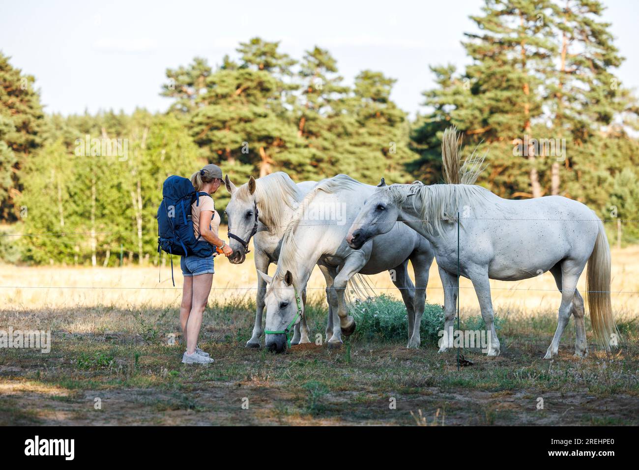 Donna che gioca con cavalli bianchi al pascolo durante le escursioni estive nella natura Foto Stock