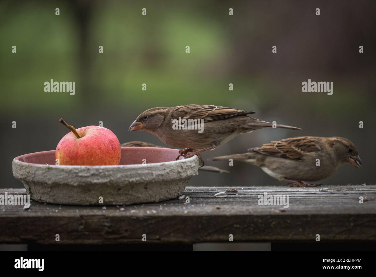 Spatz / Sperlinge an der Futterstelle mit Apfel / Deutschland Foto Stock