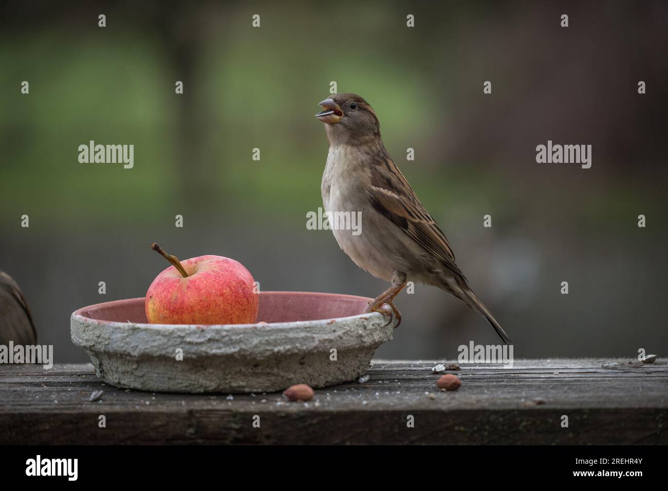 Spatz / Sperlinge an der Futterstelle mit Apfel / Deutschland Foto Stock