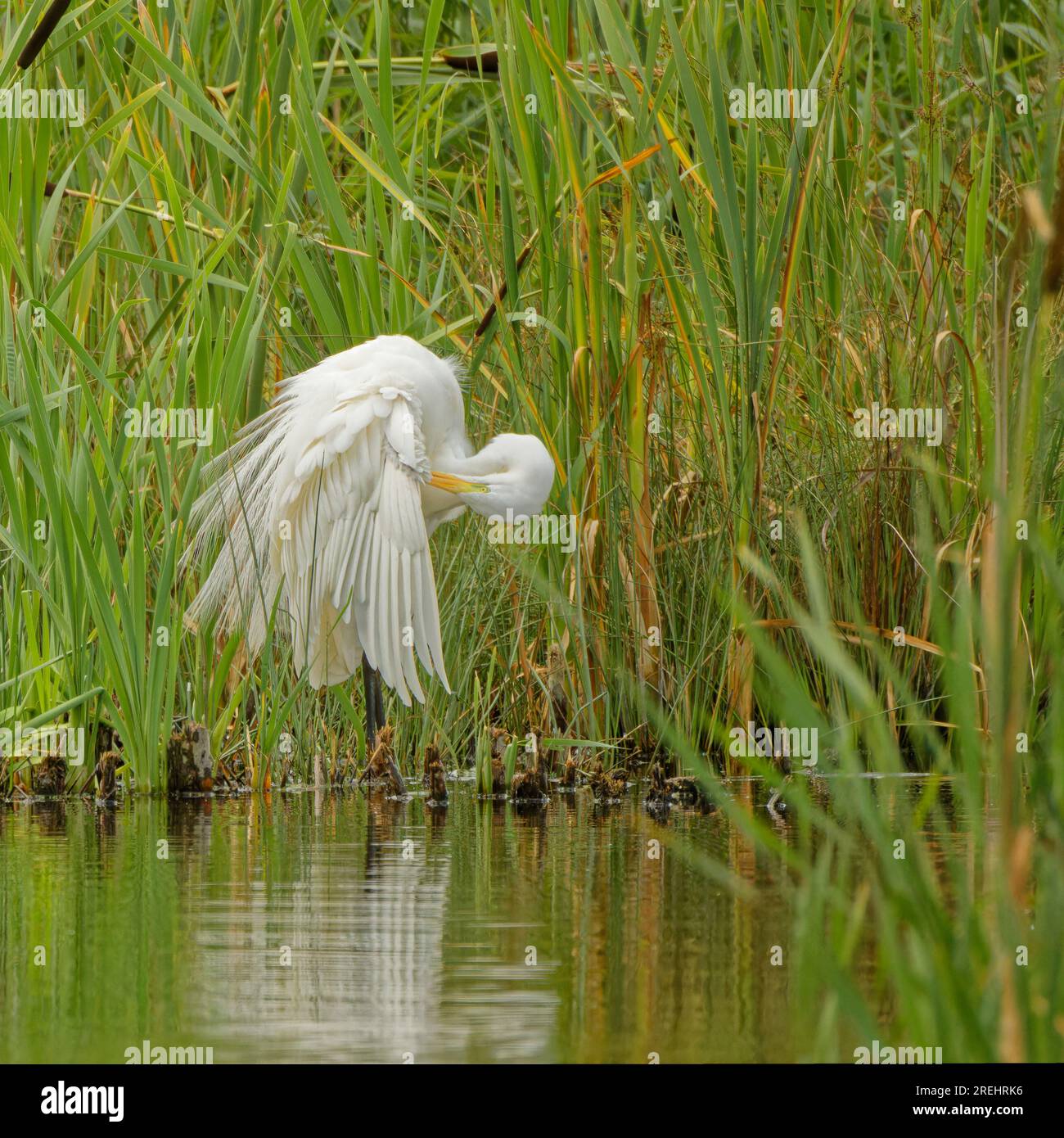 A Great White Egret (Ardea alba) si preserva a Burton Wetlands, Neston, Wirral, Regno Unito Foto Stock