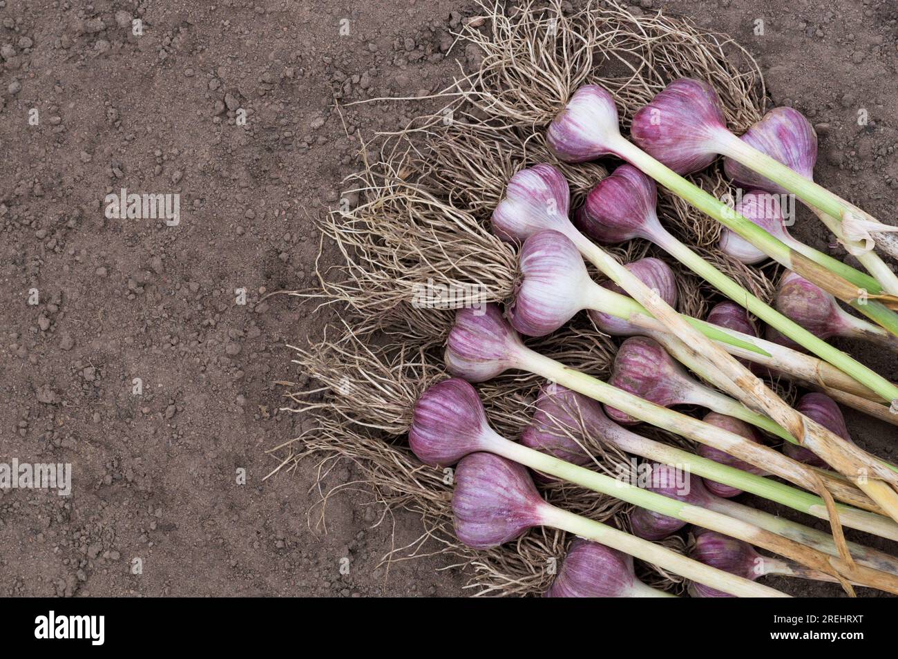 I bulbi d'aglio appena raccolti si trovano sul terreno del giardino. Raccolta, prodotti agricoli, verdure coltivate in casa. Spazio di copia, vista dall'alto. Foto Stock
