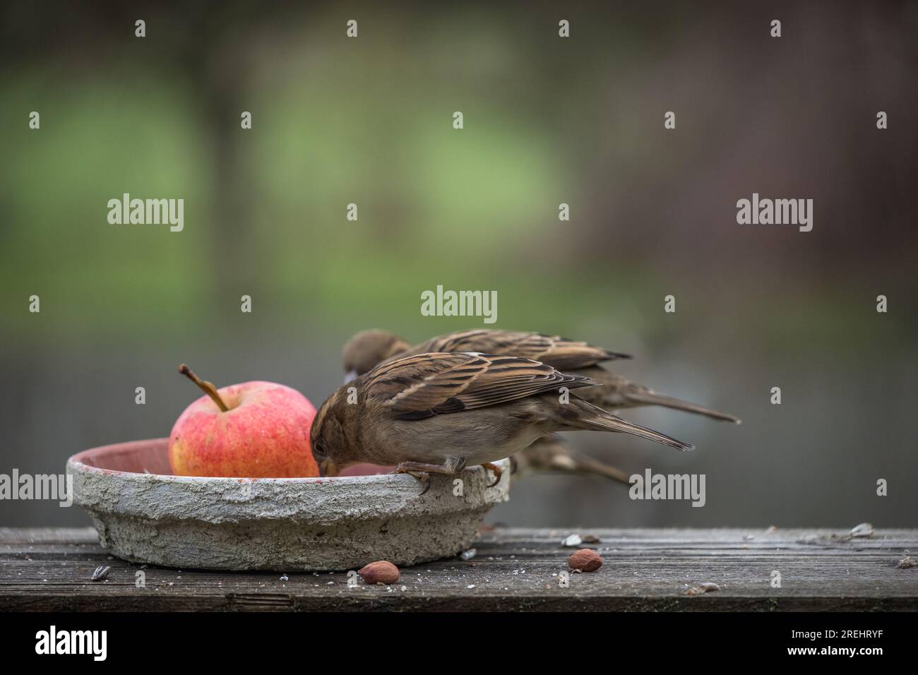 Spatz / Sperlinge an der Futterstelle mit Apfel / Deutschland Foto Stock