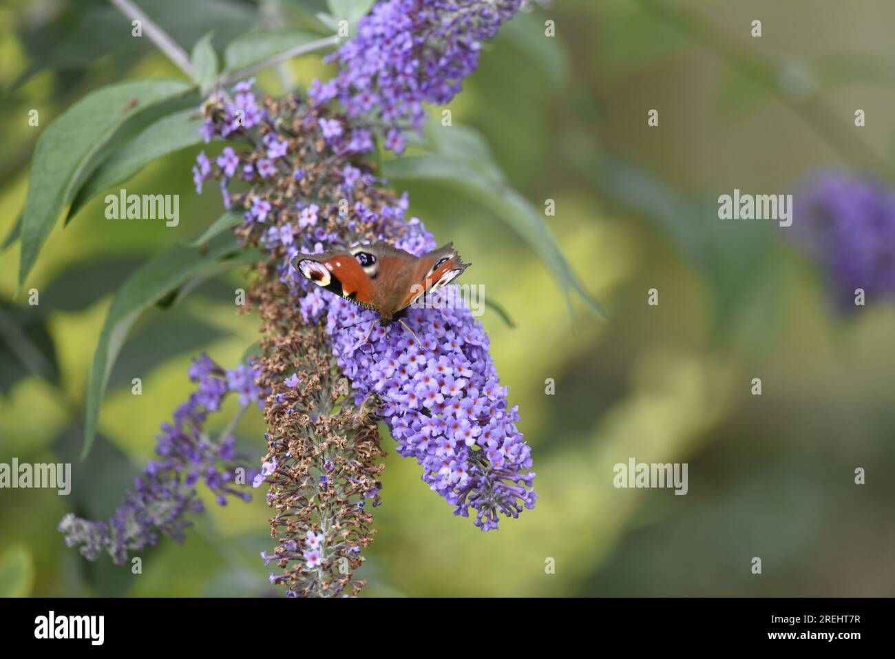 Immagine in primo piano di una farfalla di pavone (Inachis io) che si affaccia su una pianta di Buddha viola, ali aperte con probosci a Flower, Regno Unito Foto Stock