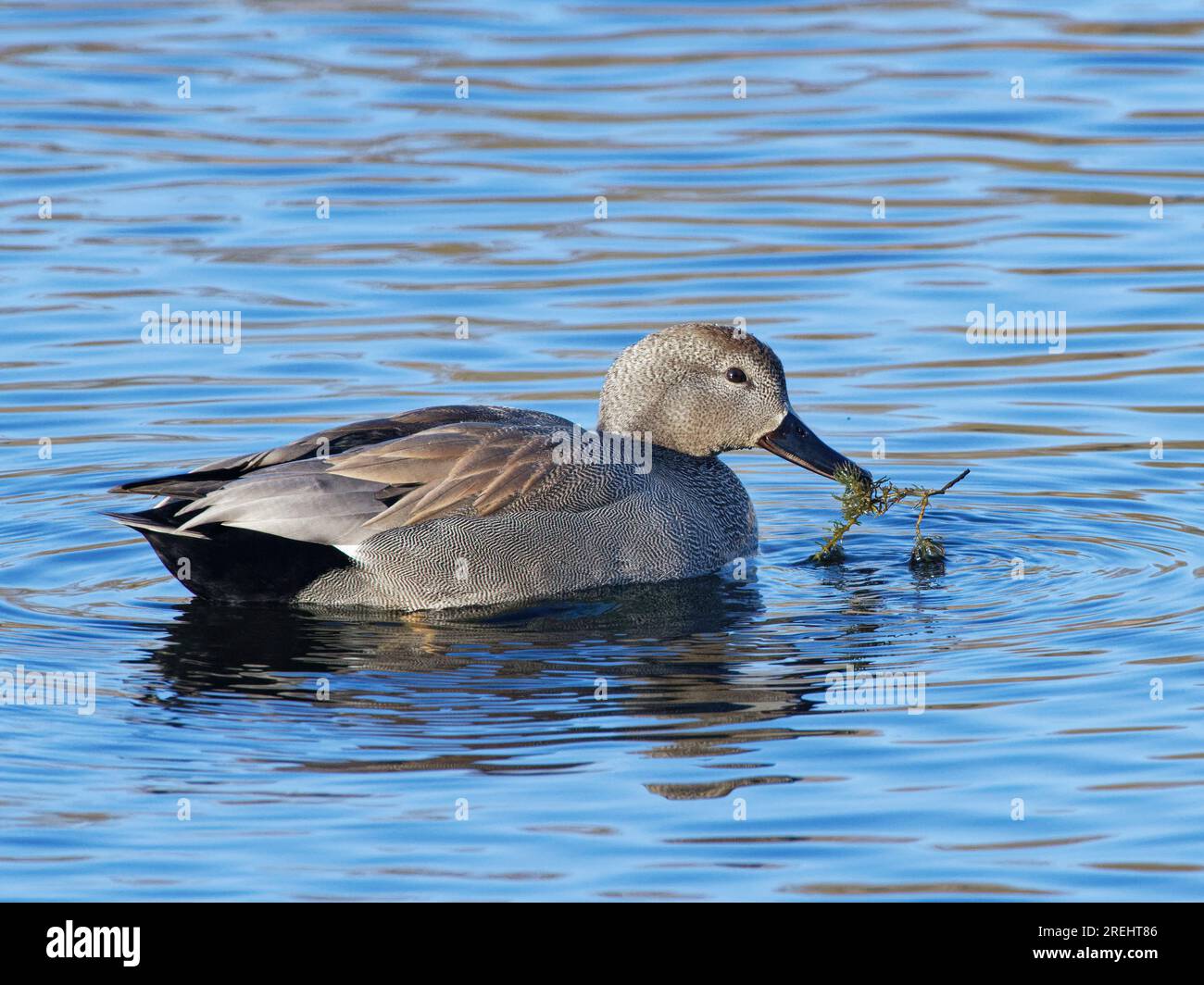 Gadwall (Anas strepera) drake nutrito di alghe in una piscina paludosa, riserva naturale Magor Marsh, Gwent Levels, Galles, Regno Unito, marzo. Foto Stock