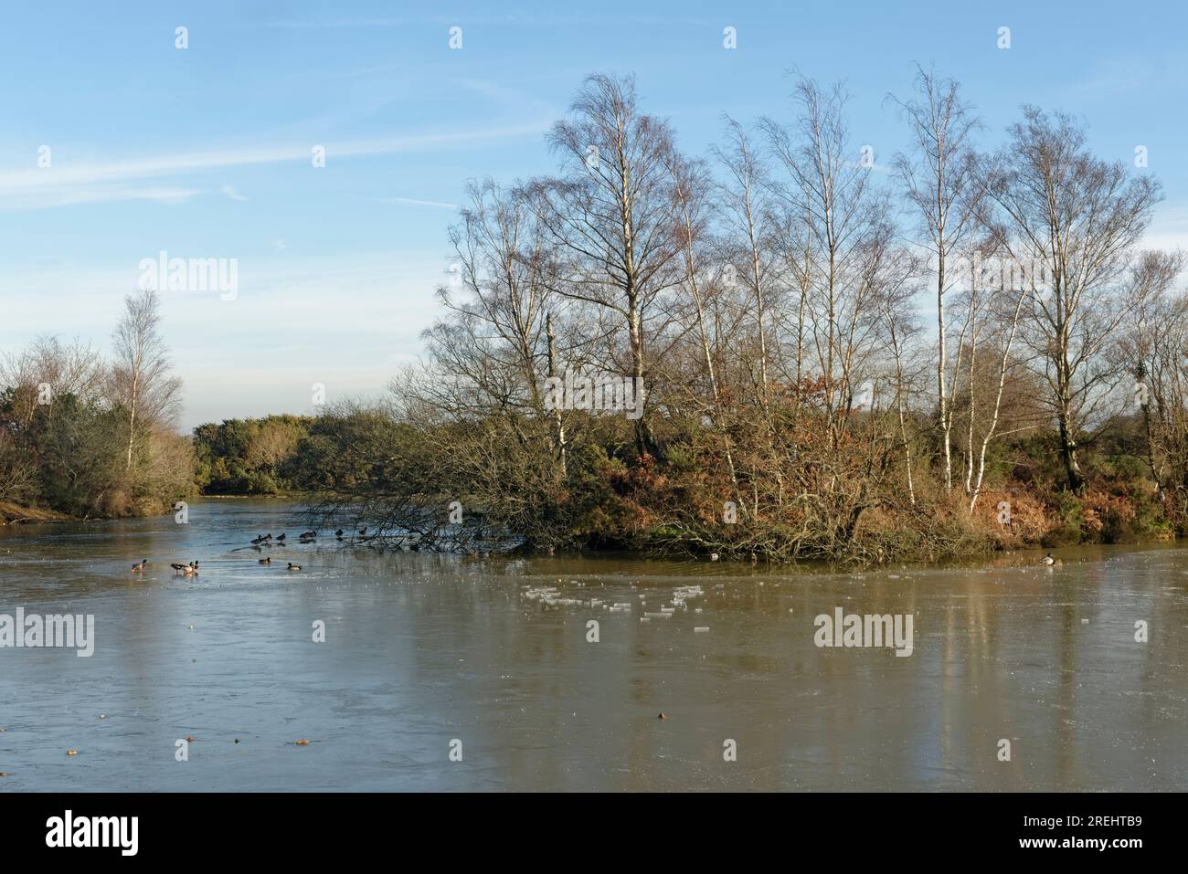 Cadman's Pool parzialmente congelato con un gruppo di Mallard (Anas platyrhynchos) riposa e nuota, New Forest, Hampshire, Regno Unito, gennaio. Foto Stock