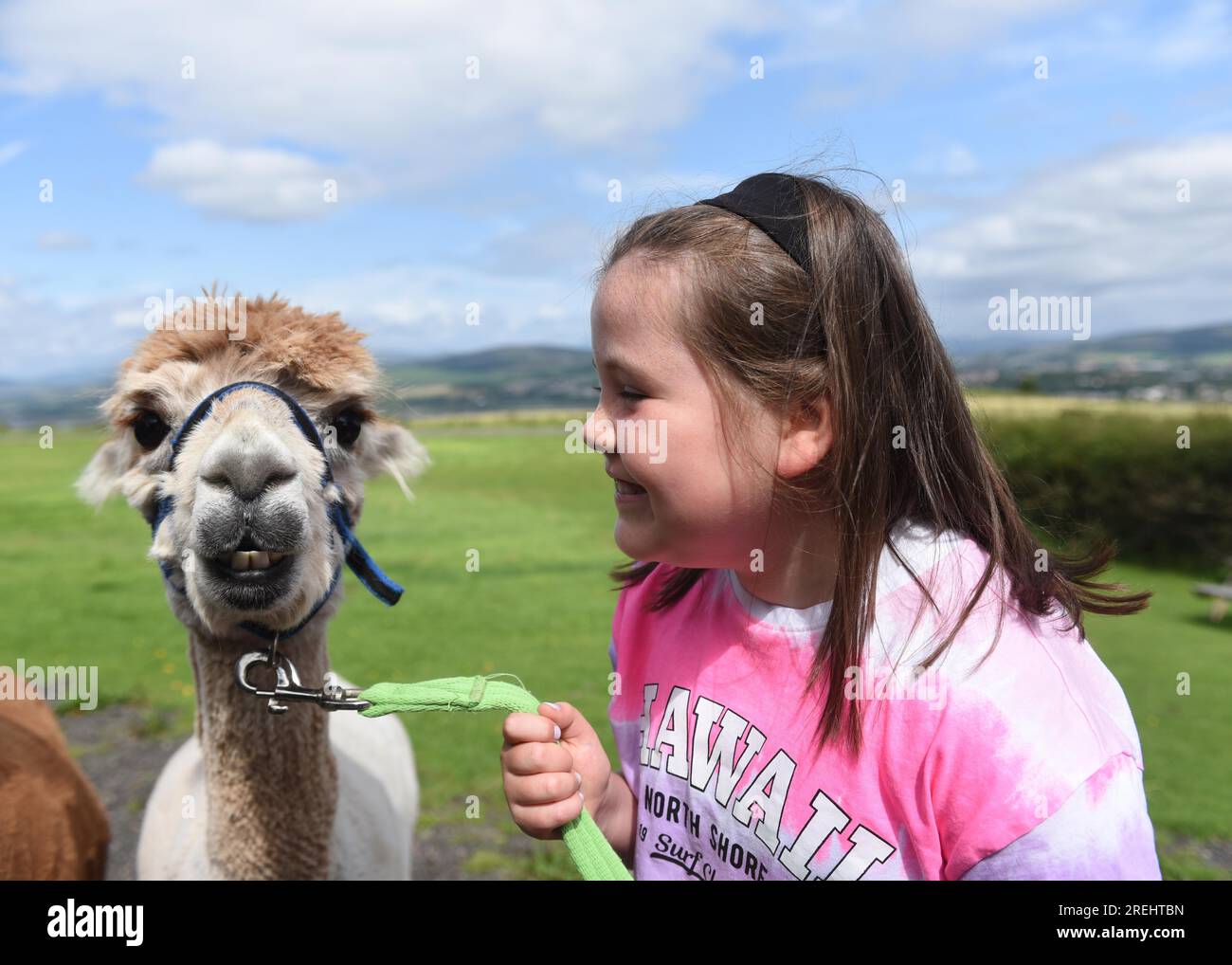 28 luglio, Langbank, Renfrewshire, Scozia. Ellie Percy incontra Sid all'alpaccio. Treckking di Alpacas verdi di larice. La fattoria che si affaccia sul fiume Clyde offre ai visitatori un'esperienza di trekking. Gli alpaca sono animali amichevoli e curiosi. Foto Stock