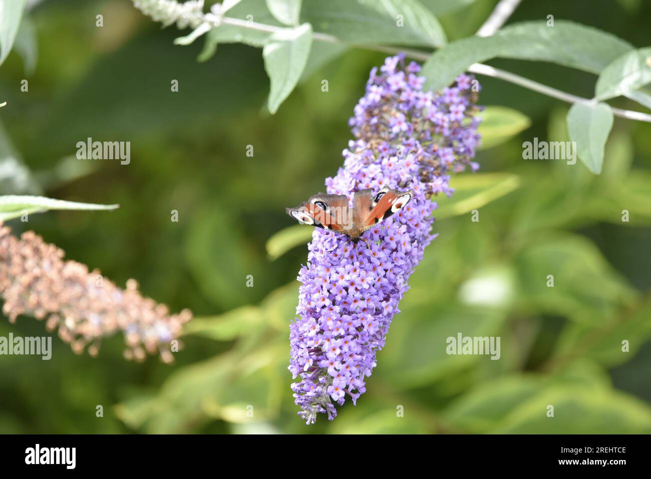 Peacock Butterfly (Inachis io) Looking Into camera from a Purple Buddleia Flower, Wings Open, Against a Green hedge background, taken in UK Foto Stock