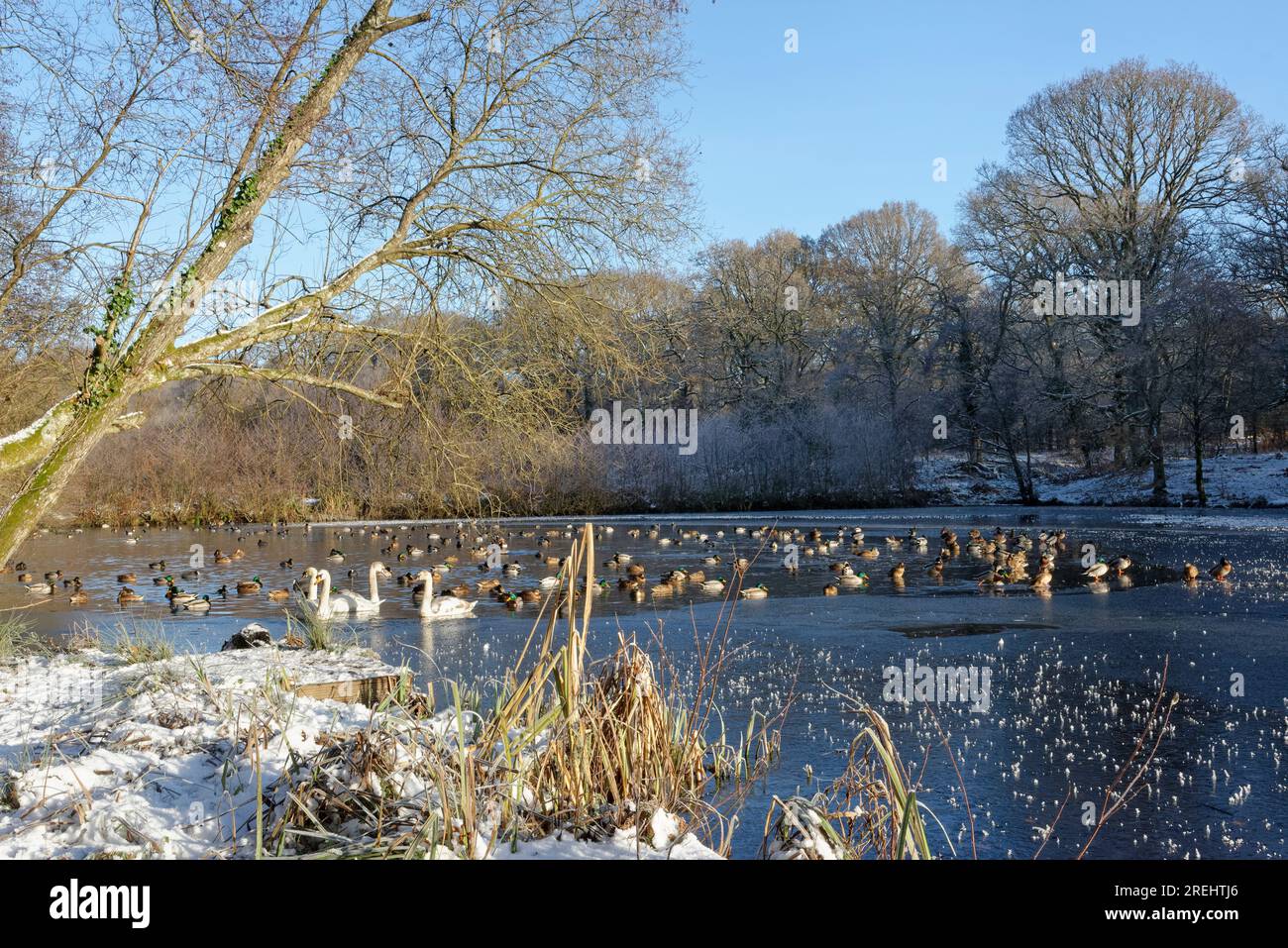 Famiglia di cigni muti (Cygnus olor) e altri uccelli selvatici che nuotano e riposano su uno stagno parzialmente congelato, Cannop Ponds, Forest of Dean, Glos, Regno Unito, Dicembre. Foto Stock