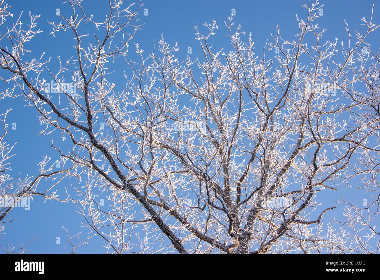 Cime degli alberi coperte di ghiaccio in inverno Foto Stock