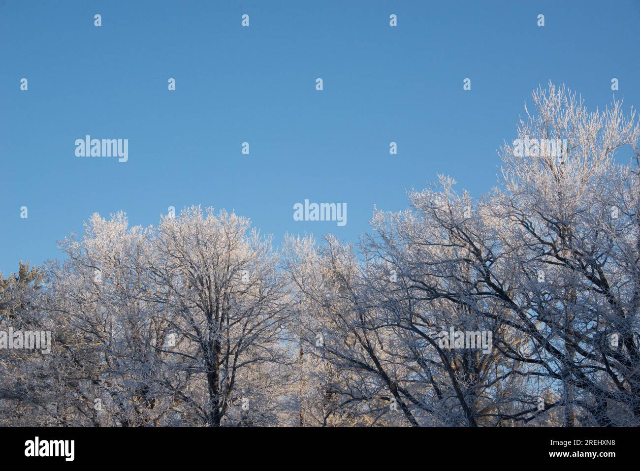Cime degli alberi coperte di ghiaccio in inverno Foto Stock