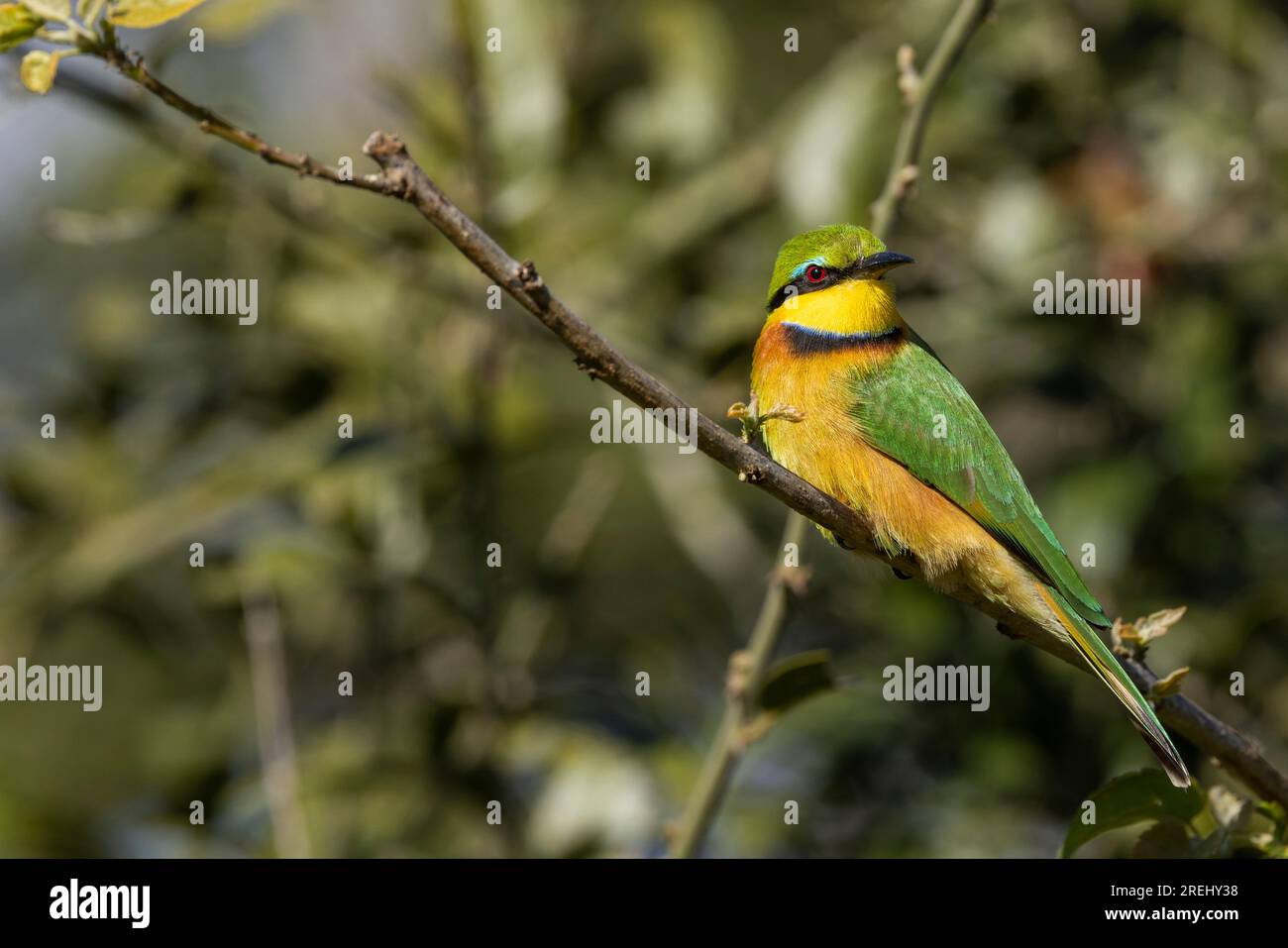 Una vista laterale di un piccolo mangiatore di api arroccato su un ramo con la testa rivolta in avanti, godendosi il sole nel Kruger National Park in Sudafrica Foto Stock