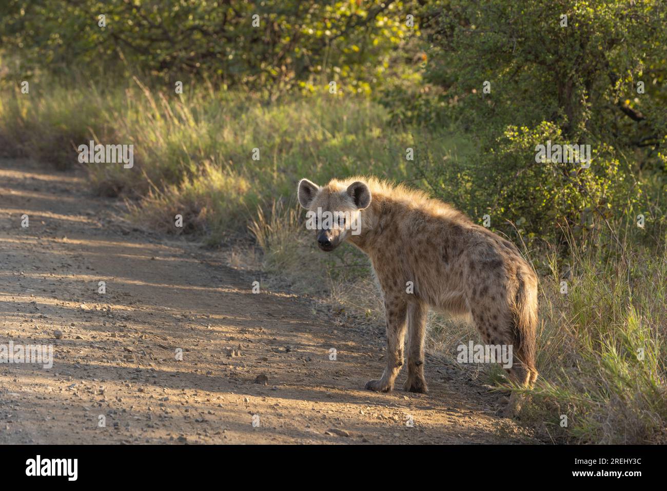 Una sola Hyena avvistata che si riscontra nella sua tana alla luce del sole del mattino nel Parco Nazionale di Kruger, in Sud Africa Foto Stock