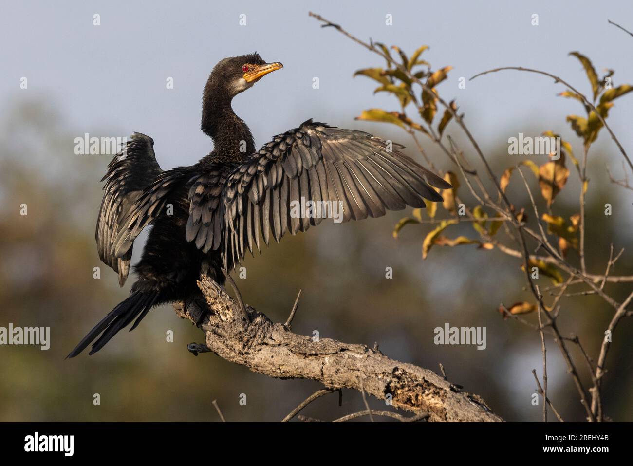 Un cormorano di canna noto anche come Microcarbo africanus arroccato su un ramo di fronte al sole del mattino con le sue ali spalancate a Limpopo in Sudafrica Foto Stock