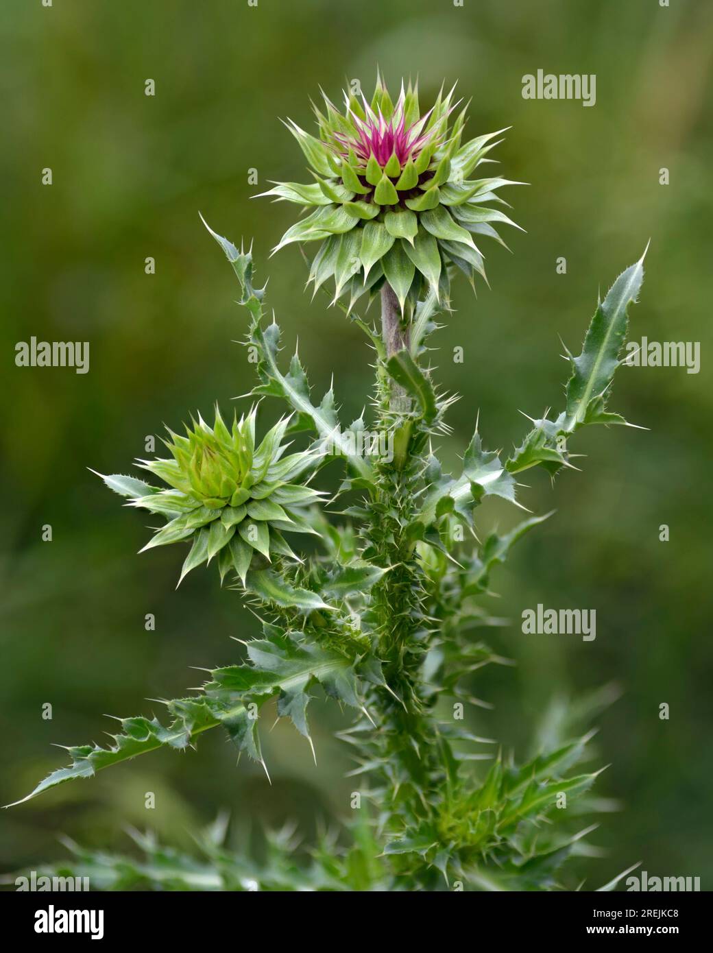 Nodding Thistle (Carduus nutans), un'erba invasiva, nota anche come Cardo muschiato fotografato su un morbido sfondo verde. Fiore nazionale della Scozia. Foto Stock