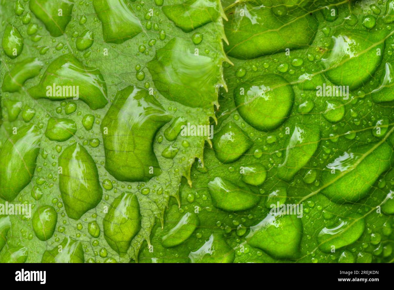 Foglie verdi bagnate dalla pioggia. Foto Stock