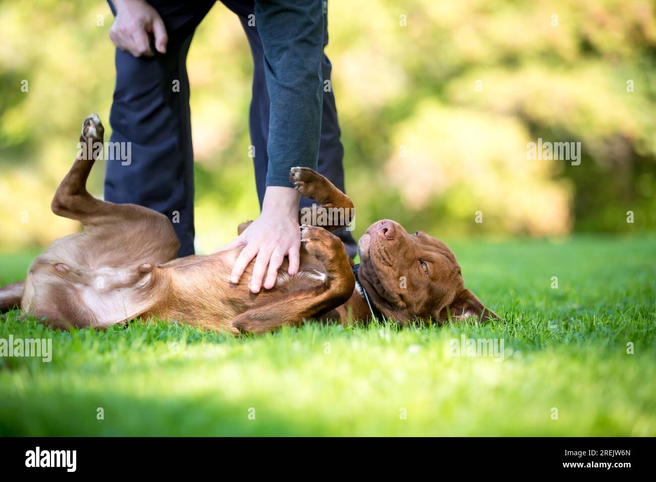 Un cane di razza mista Pit Bull Terrier sdraiato nell'erba e che riceve uno sfregamento della pancia Foto Stock
