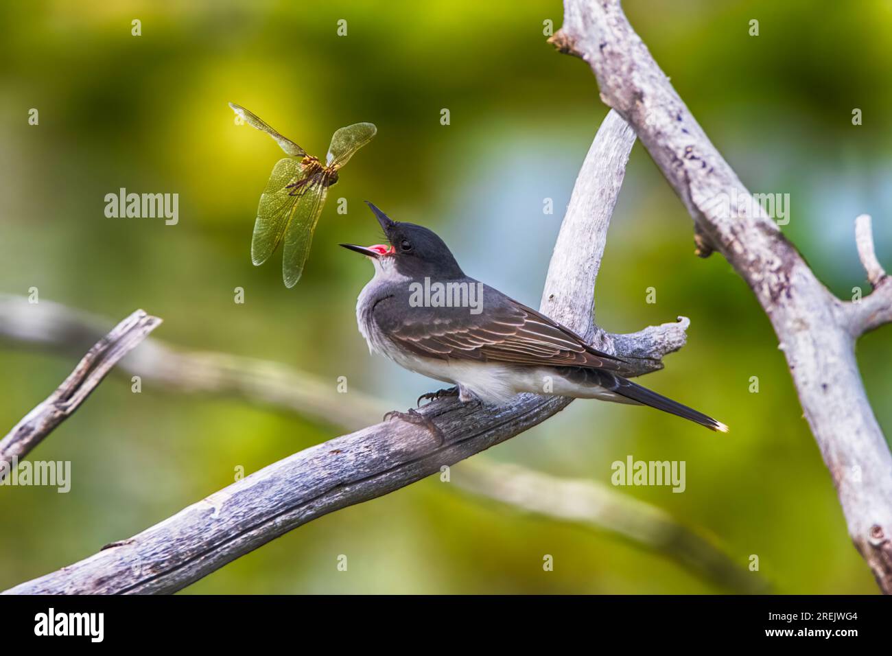 Eastern KingBird al Presque Isle State Park Foto Stock