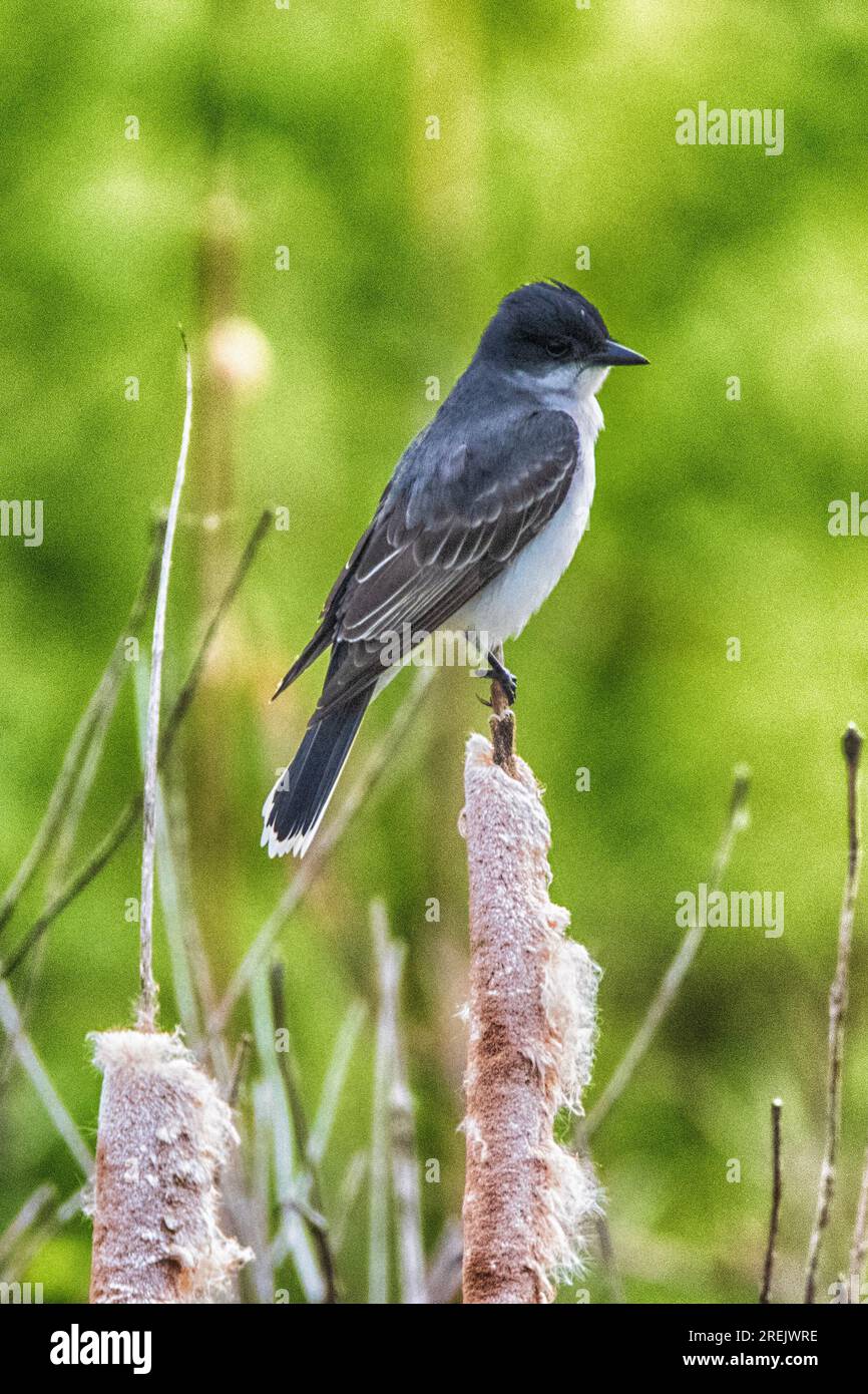 Eastern KingBird al Presque Isle State Park Foto Stock