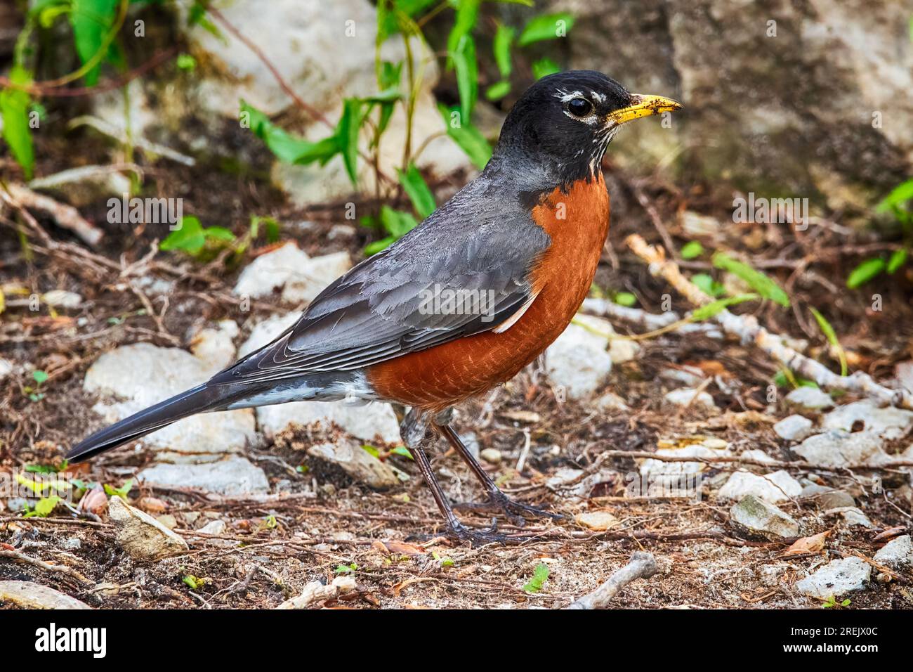 American Robin Bird in Springtime Foto Stock