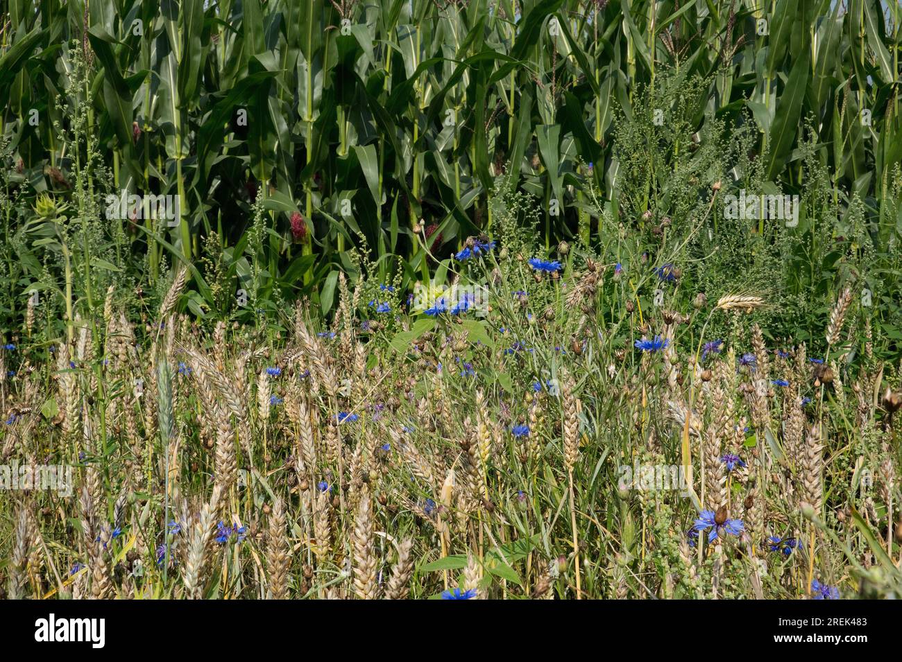 Agricoltura naturale, un campo di segale fiorito con tutti i tipi di erbe, compresi i fiori di mais, accanto a un campo di mais convenzionale e intensivo Foto Stock