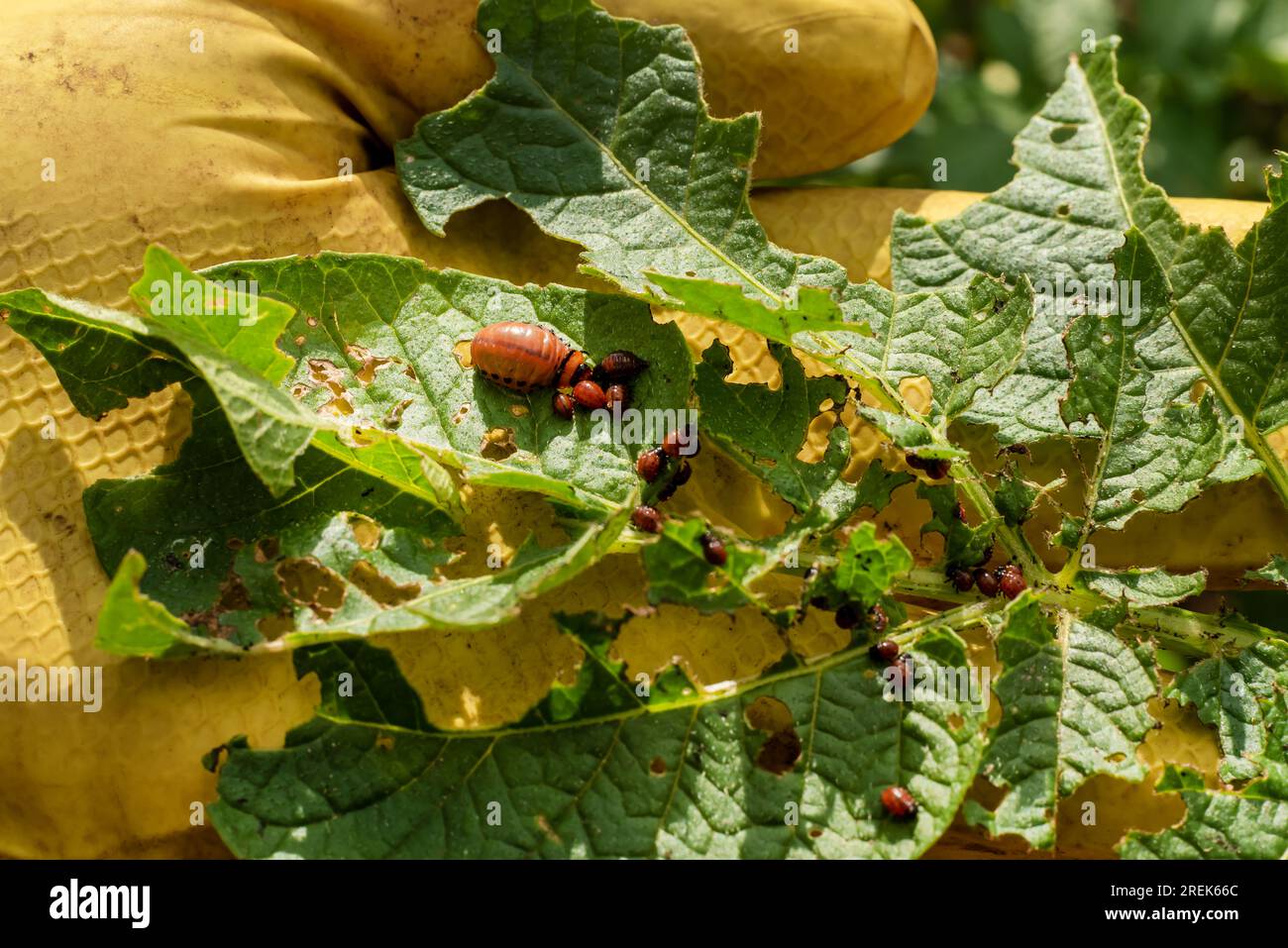 Gli scarabei di patate del Colorado mangiano le foglie di patate da vicino. Insetti nocivi delle colture agricole Foto Stock