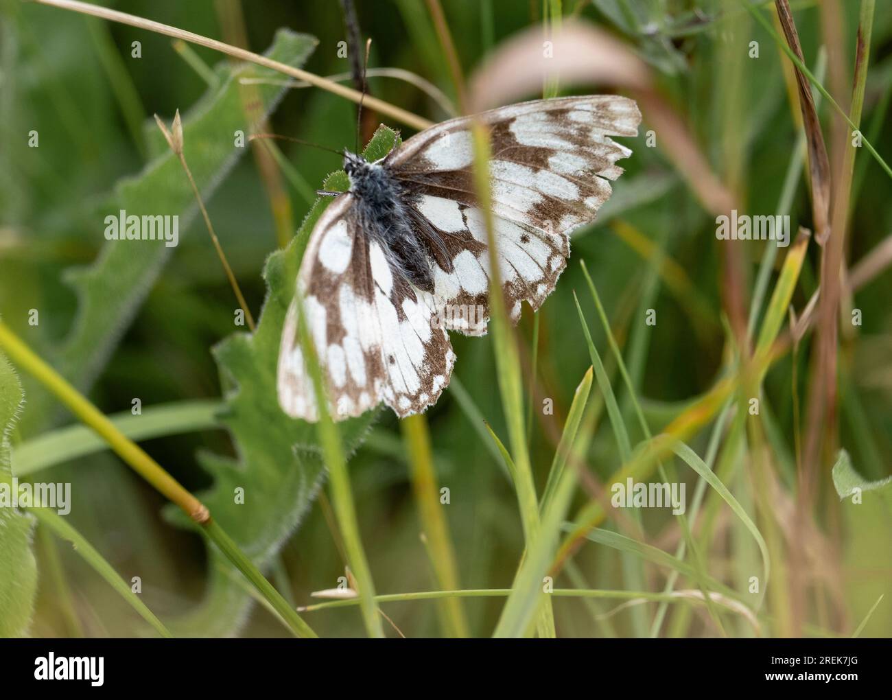 Primo piano di una farfalla marmorizzata bianca in un prato, Worcestershire, Inghilterra. Foto Stock