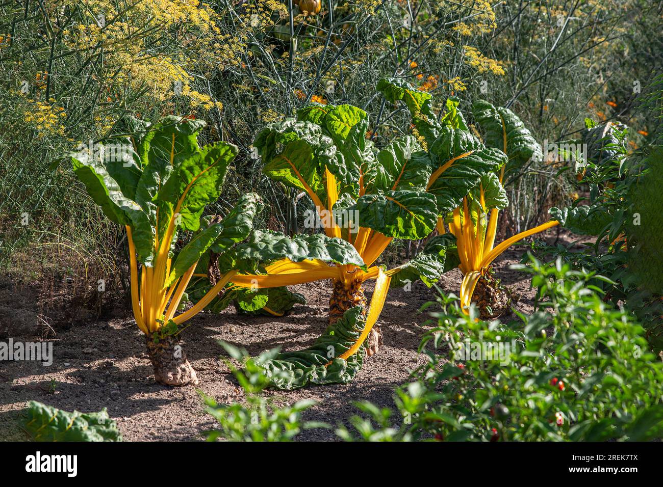 Bietola gialla coltivata in un giardino d'estate Foto Stock