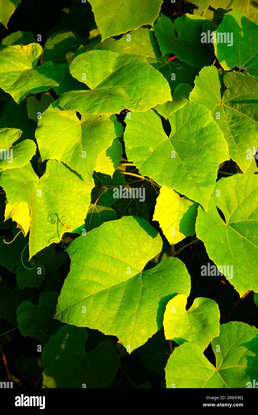 Wild Grapes Leaves, Batterson Park Pond State Boat Launch, New Britain, Connecticut Foto Stock