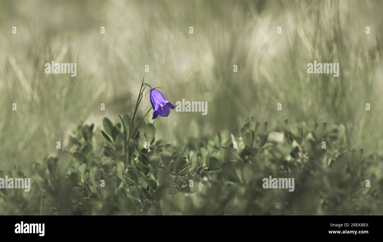 Un solo fiore di orecchie o ditale delle fate ( Campanula Cochlearifolia ), morbido sfondo verde pastello, angolo basso, spazio copia Foto Stock