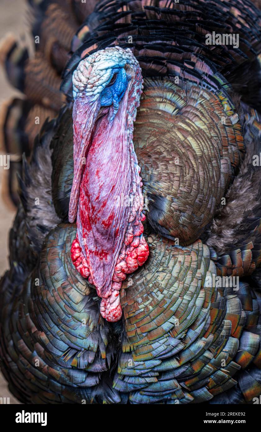 Bronzepute, male, turkey, Meleagris gallopavo F. domestica, male, appartiene al gruppo delle razze animali in via di estinzione, Foto Stock