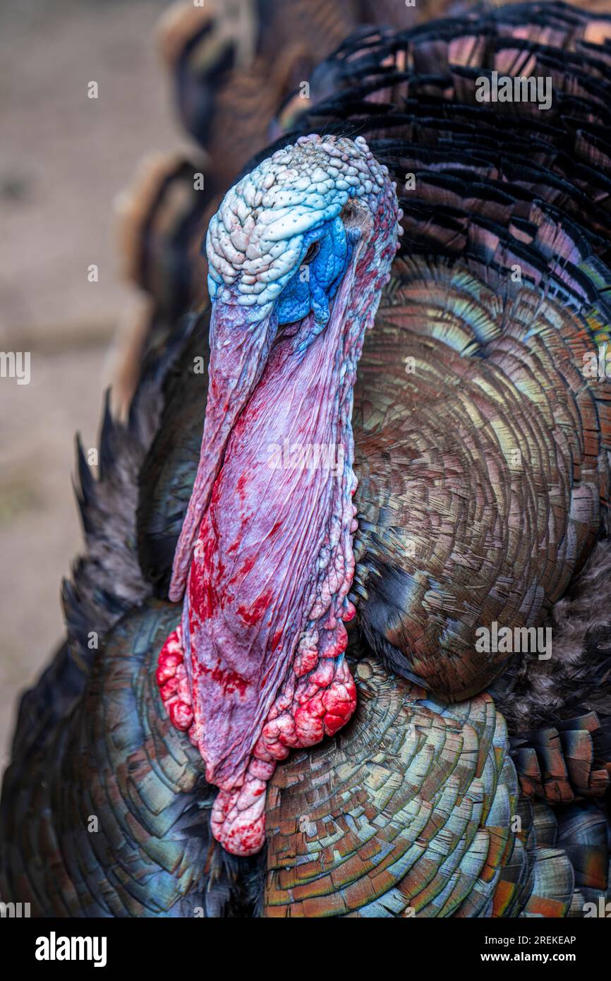 Bronzepute, male, turkey, Meleagris gallopavo F. domestica, male, appartiene al gruppo delle razze animali in via di estinzione, Foto Stock