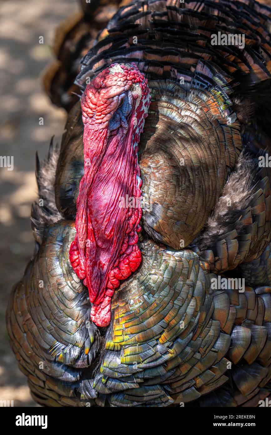 Bronzepute, male, turkey, Meleagris gallopavo F. domestica, male, appartiene al gruppo delle razze animali in via di estinzione, Foto Stock