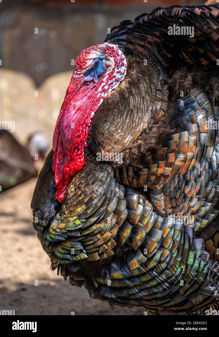 Bronzepute, male, turkey, Meleagris gallopavo F. domestica, male, appartiene al gruppo delle razze animali in via di estinzione, Foto Stock
