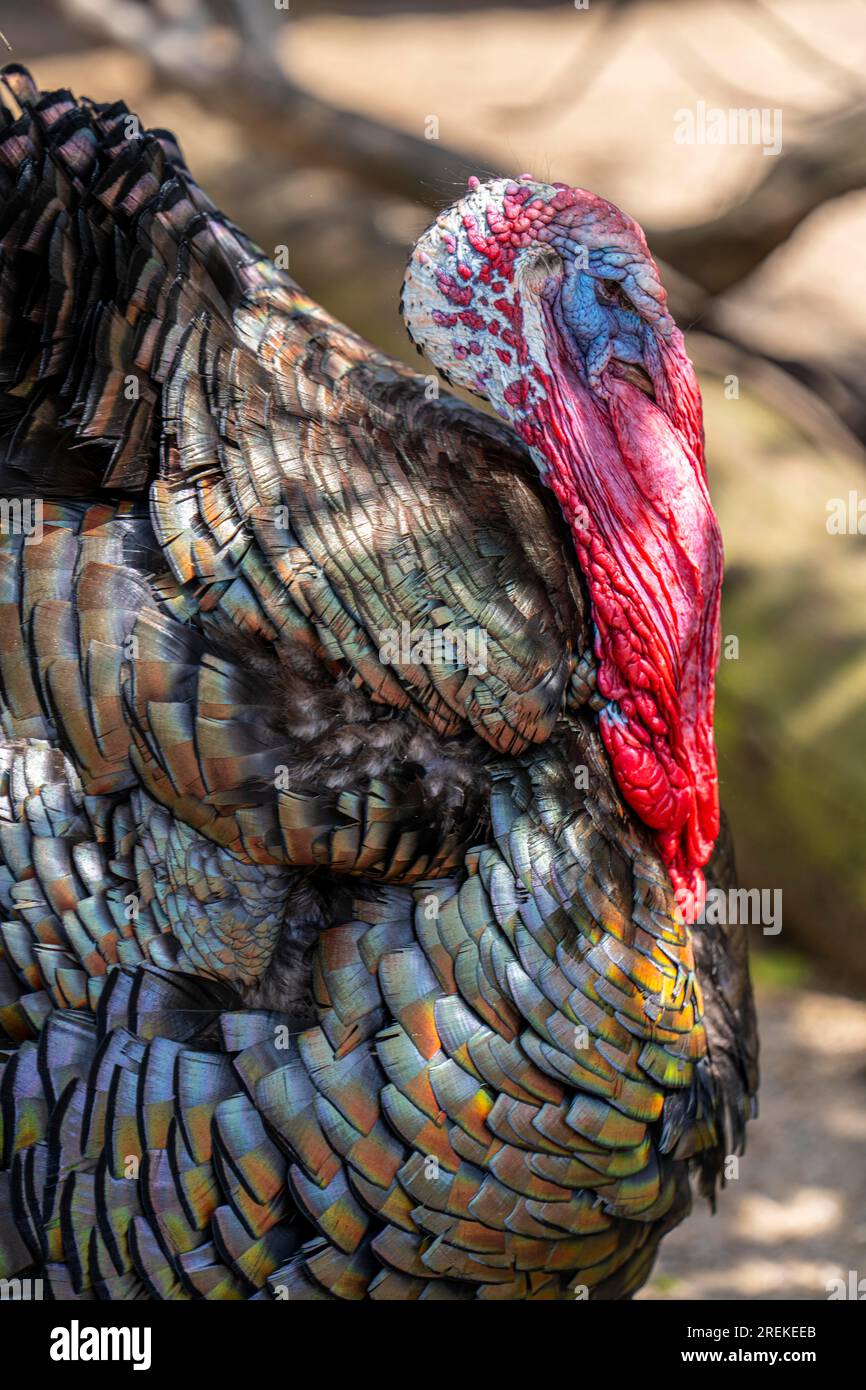 Bronzepute, male, turkey, Meleagris gallopavo F. domestica, male, appartiene al gruppo delle razze animali in via di estinzione, Foto Stock