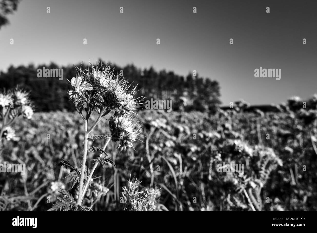 Primo piano del fiore della facella tanacetifolia in estate in Polonia, monocromatico Foto Stock