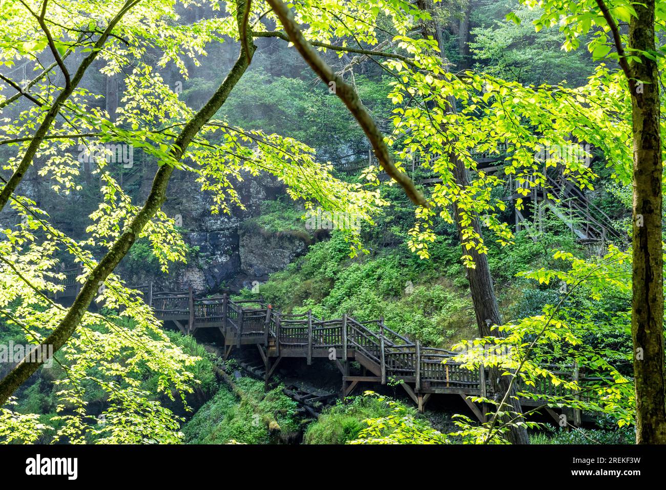 Lussureggiante foresta verde primavera copia spazio immagine aspetto tropicale Foto Stock