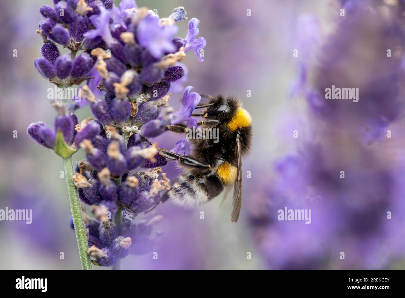 Bumblebee, bumblebee di terra su un fiore di lavanda, Foto Stock