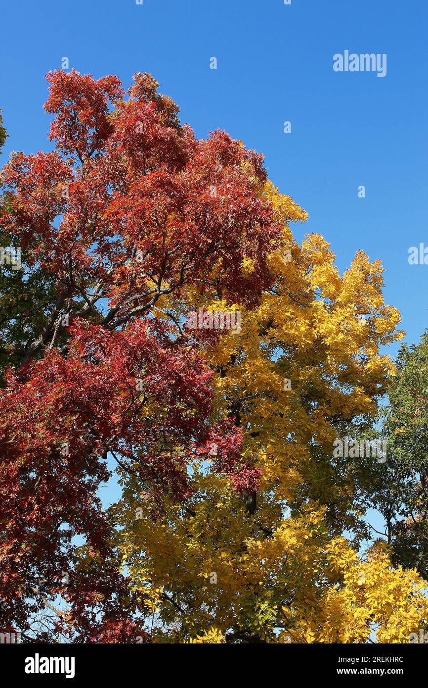 Una fila di alberi con fogliame autunnale (rosso, giallo e verde) nella riserva forestale di Hastings, Lake Villa, Illinois, USA Foto Stock