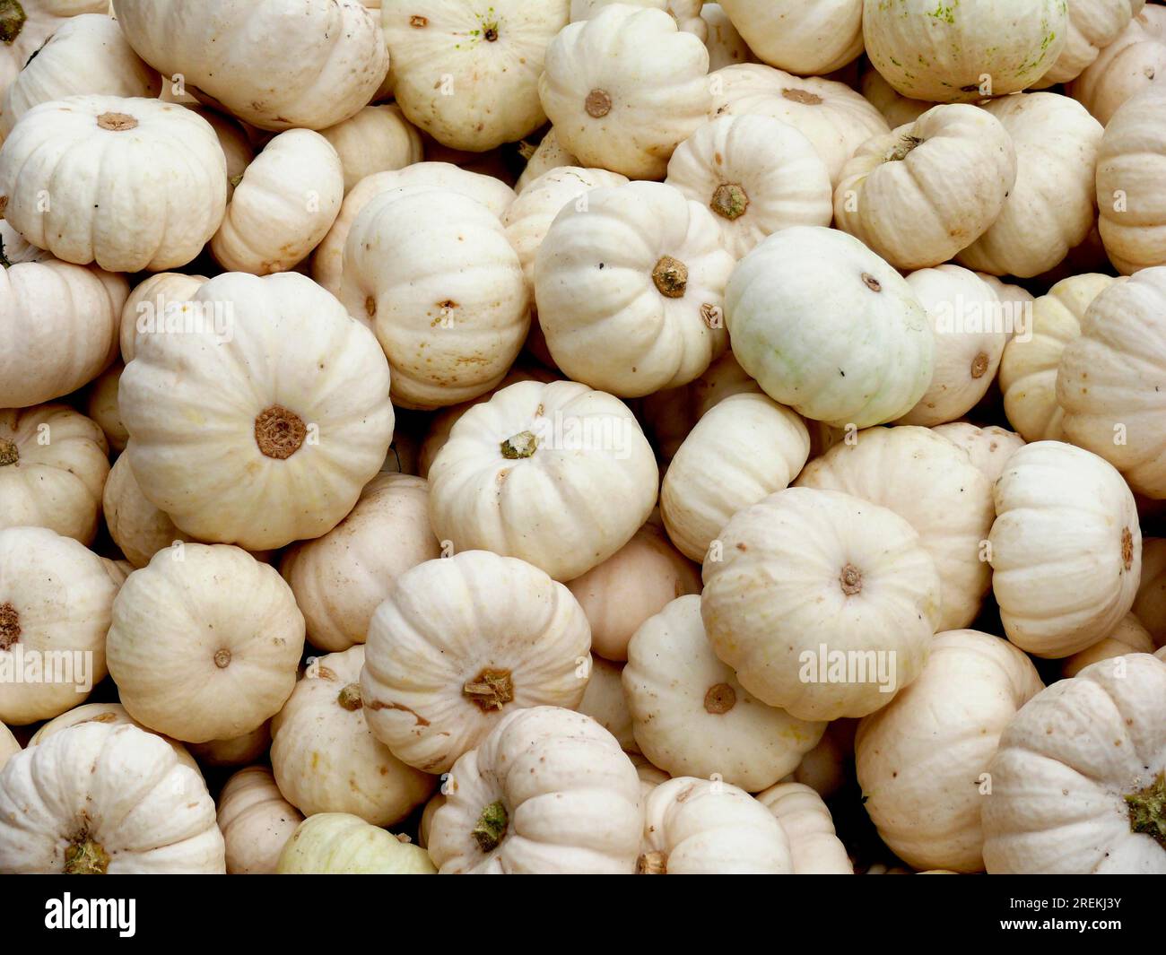 Zucca commestibile, Baby Boo, torta dolce bianca, mandarino bianco Foto Stock