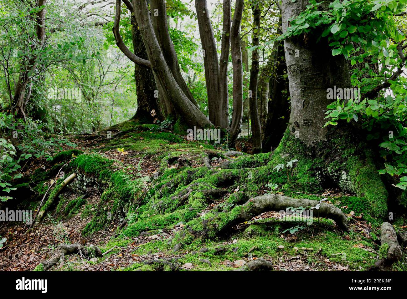 Affonda le sue radici Foto Stock