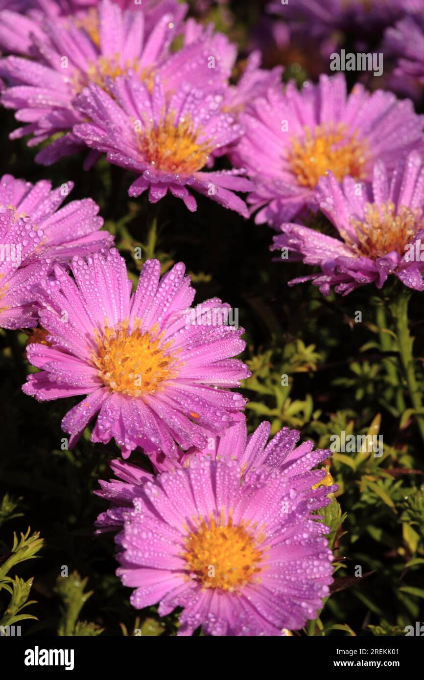 Symphyotrichum dumosum "Heinz Richard" (sinonimo - Aster dumosus "Heinz Richard") Foto Stock