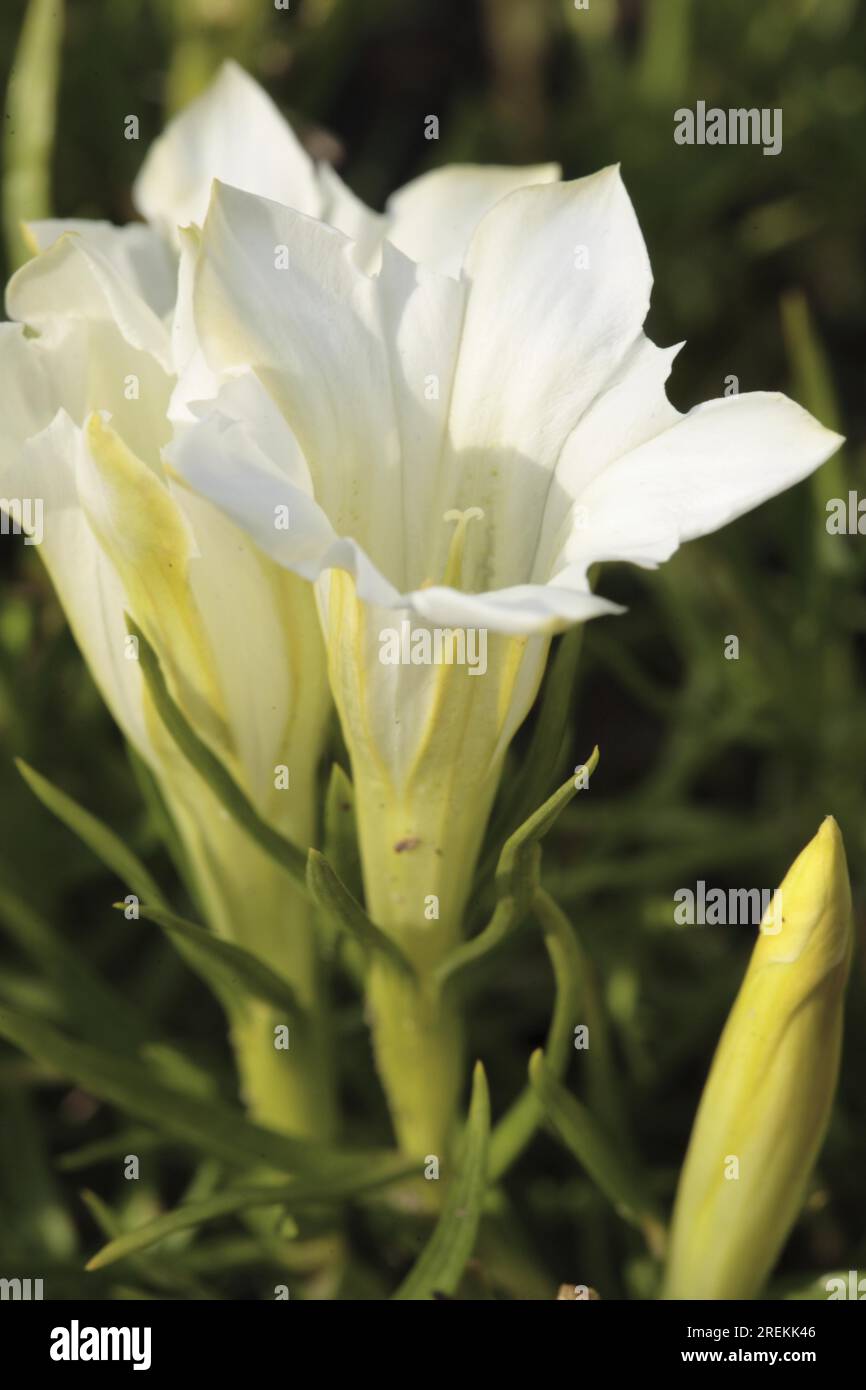 Sino-ornata 'sogno bianco' - Cinese Autunno Genziano (Gentiana) Foto Stock