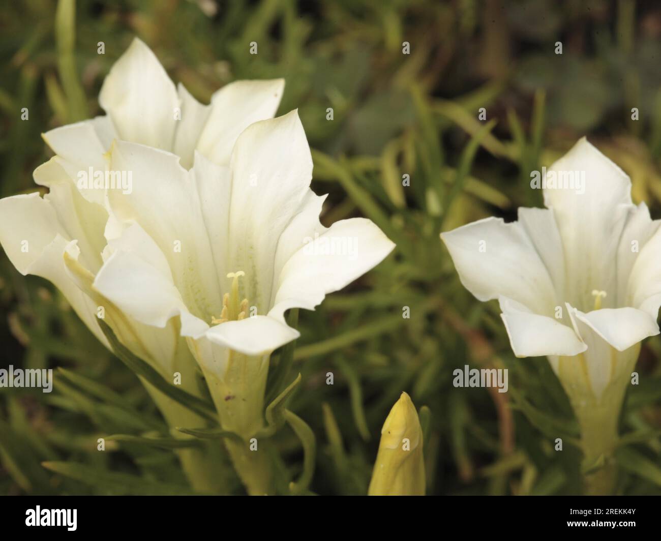 Sino-ornata 'sogno bianco' - Cinese Autunno Genziano (Gentiana) Foto Stock