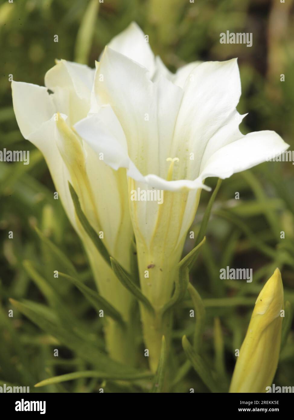 Sino-ornata 'sogno bianco' - Cinese Autunno Genziano (Gentiana) Foto Stock