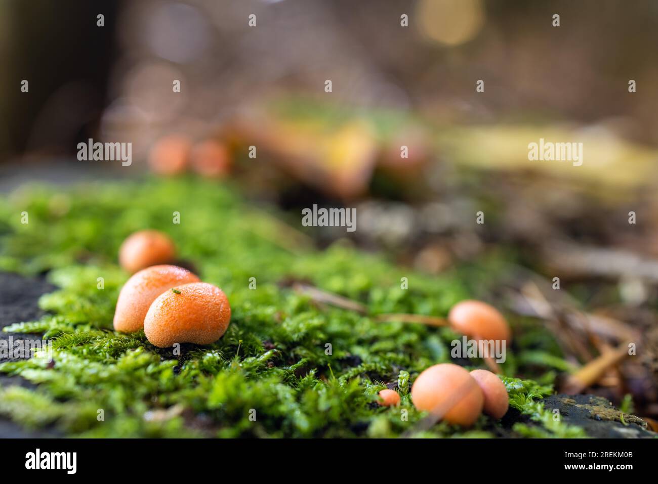Funghi piccoli funghi frutta della foresta latte di sangue funghi Foto Stock