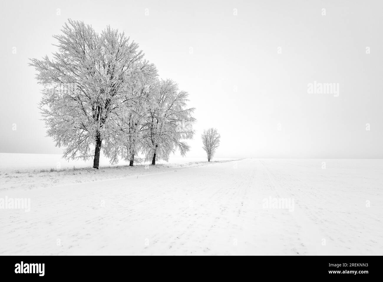Alberi innevati paesaggio invernale bianco e nero Foto Stock